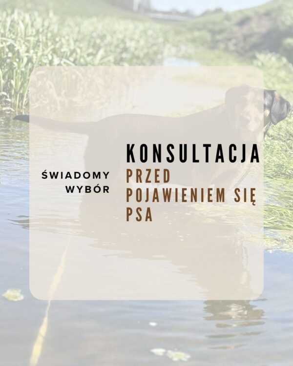 3 Konsultacja przed adopcją lub zakupem psa